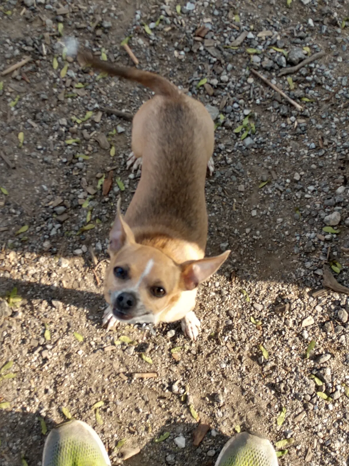 Lost dog in Mission, KS, 66202