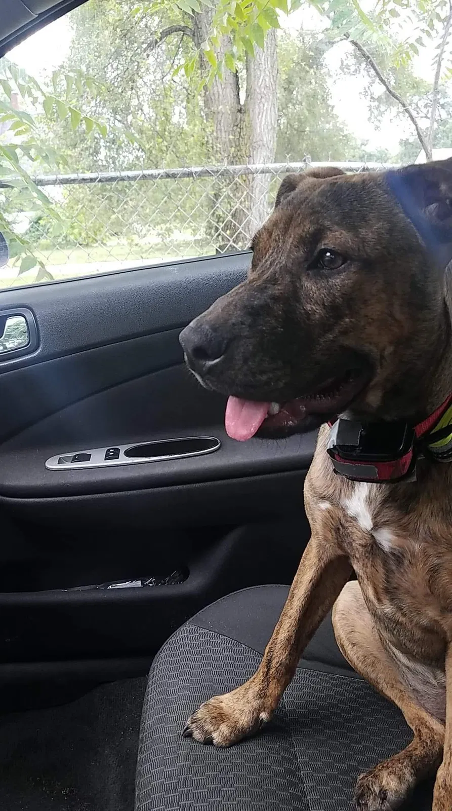 Lost dog in Muskegon, MI, 49444