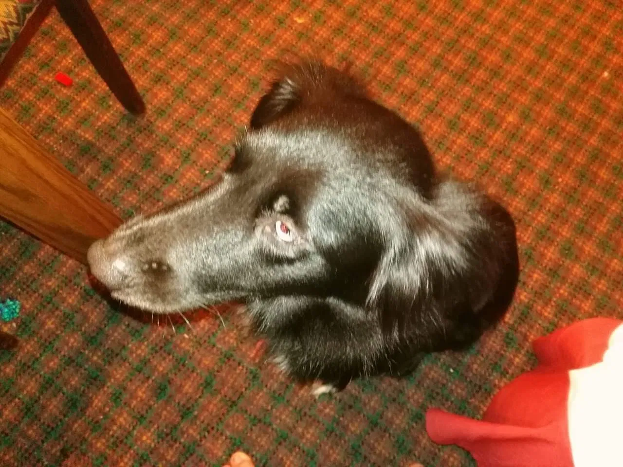 Lost dog in Swansboro, NC, 28584