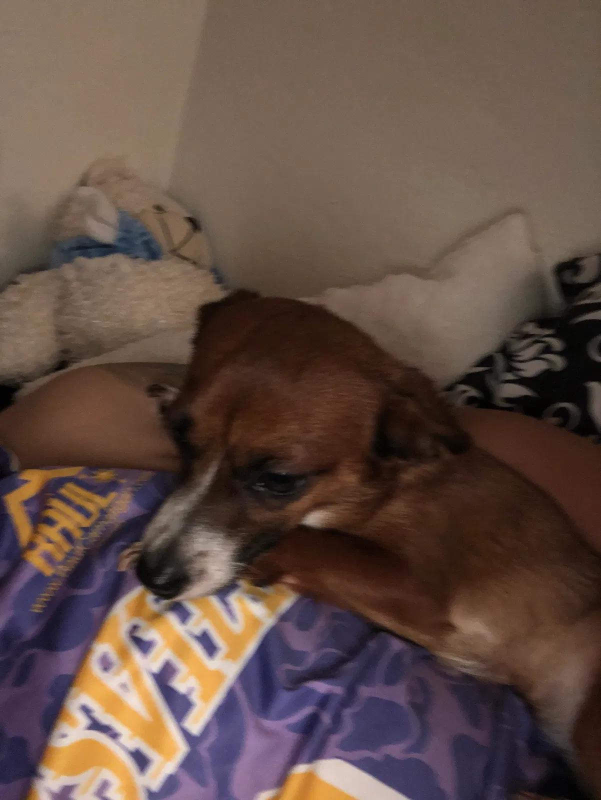 Lost dog in Long Beach, CA, 90810