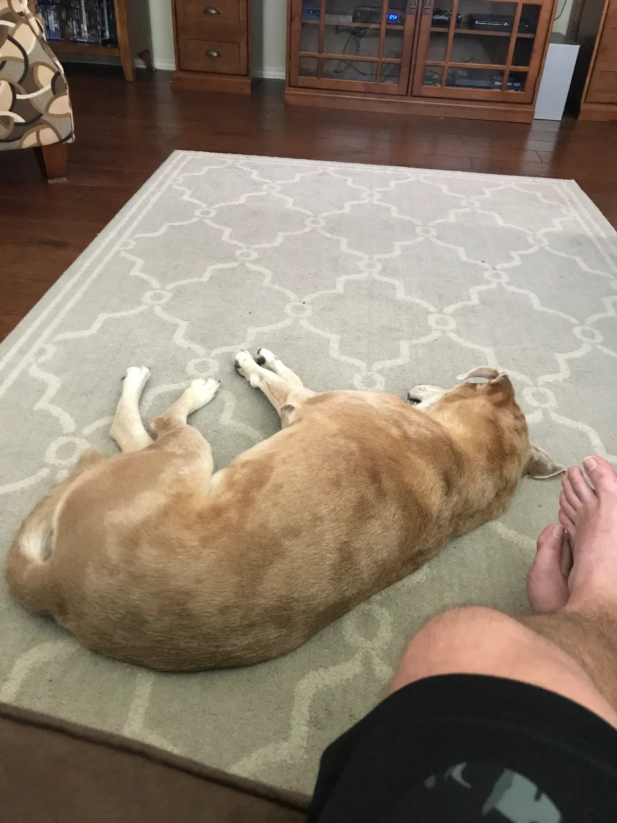 Lost dog in San Marcos, TX, 78666