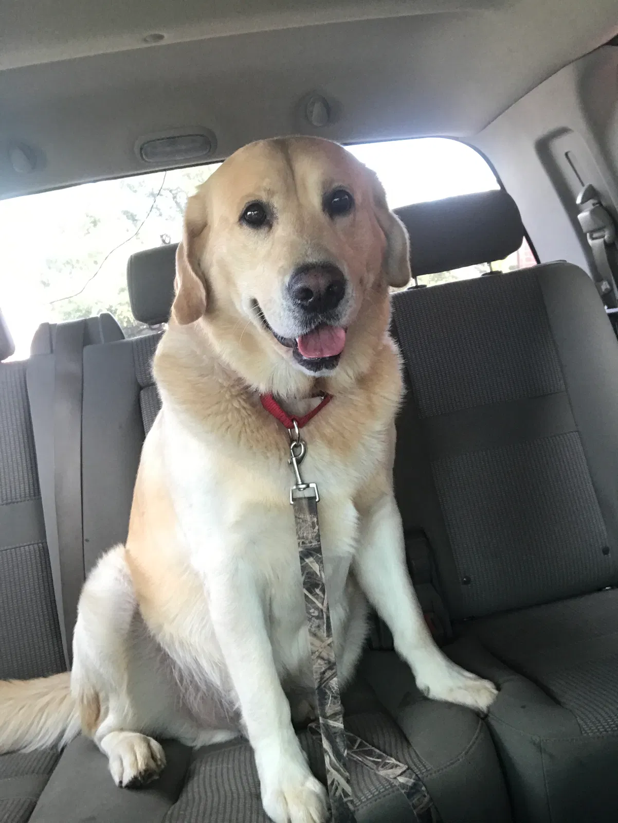 Lost dog in Flint, TX, 75762