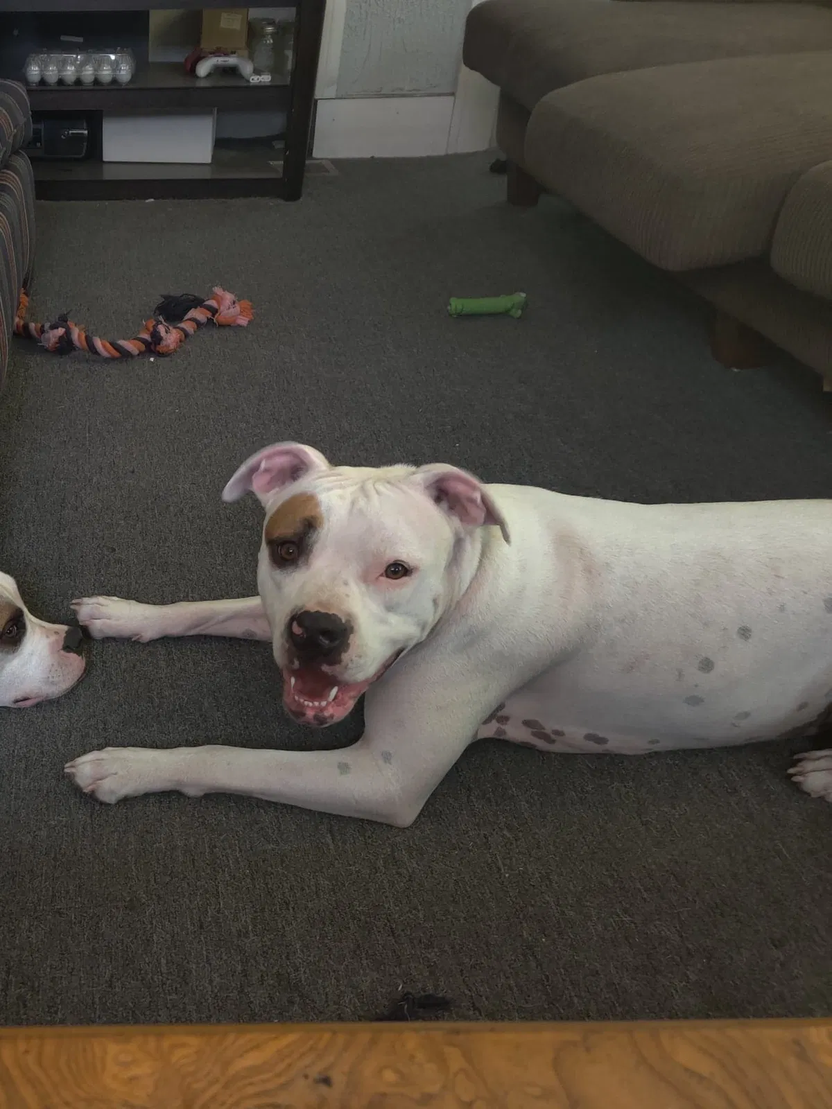 Lost dog in Detroit, MI, 48221