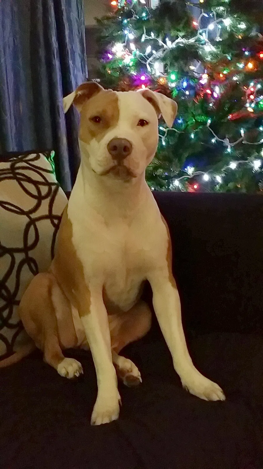 Lost dog in Gary, IN, 46404