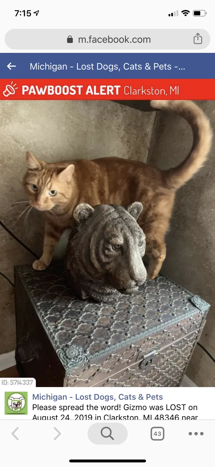 Lost cat in Clarkston, MI, 48346