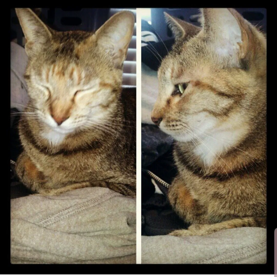 Lost cat in Houston, TX, 77040
