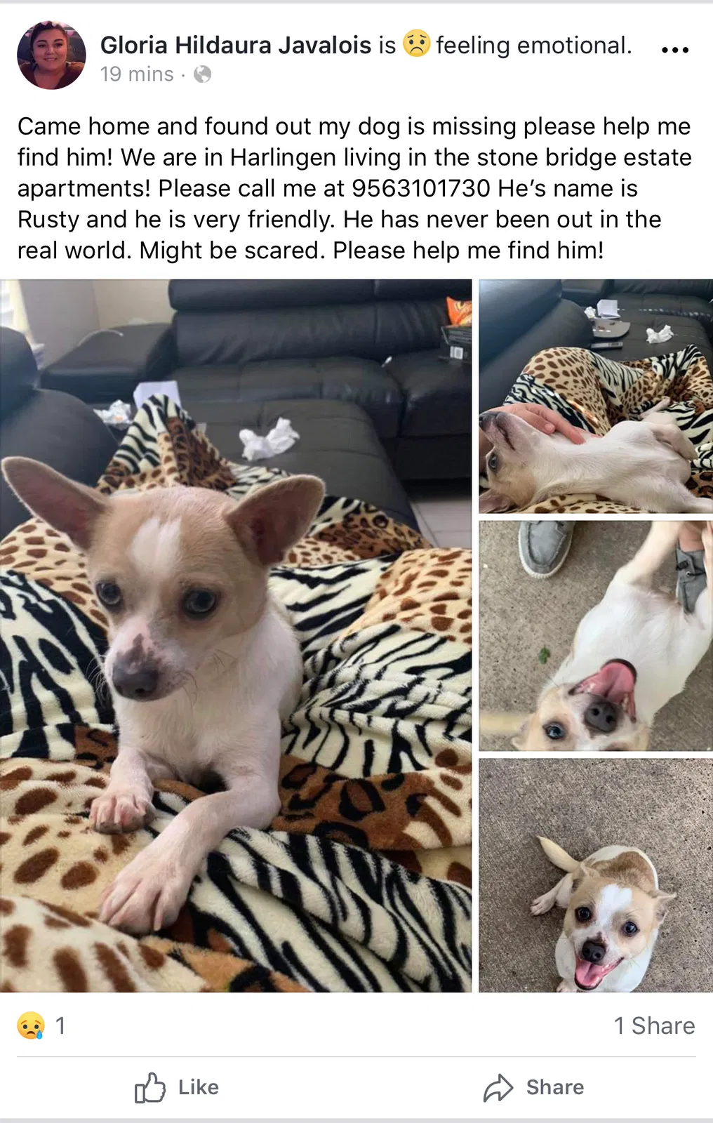 Lost dog in Harlingen, TX, 78550