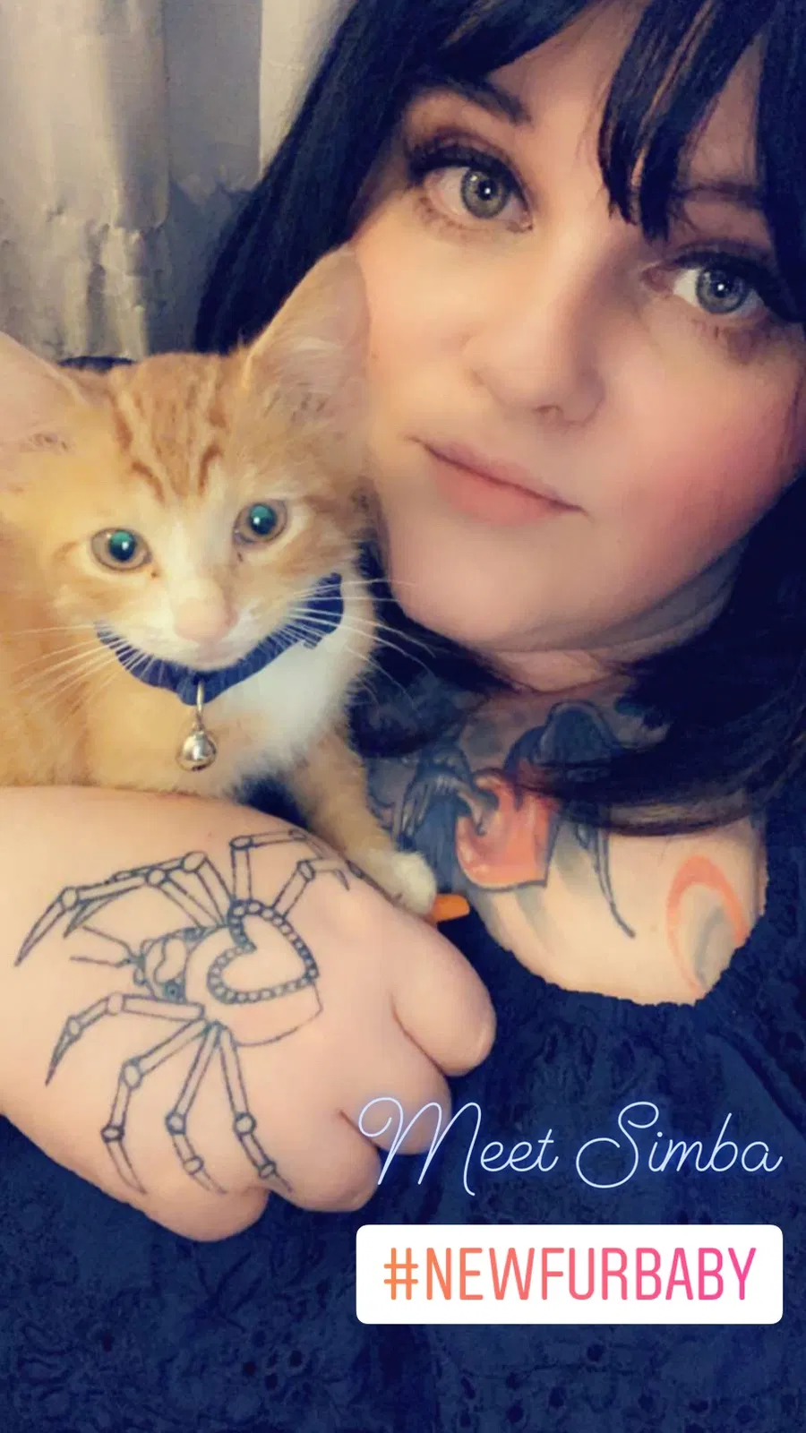 Lost cat in Columbus, OH, 43201