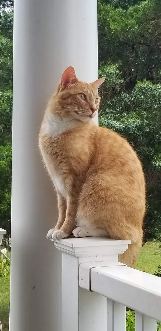 Lost cat in Glade Hill, VA, 24092
