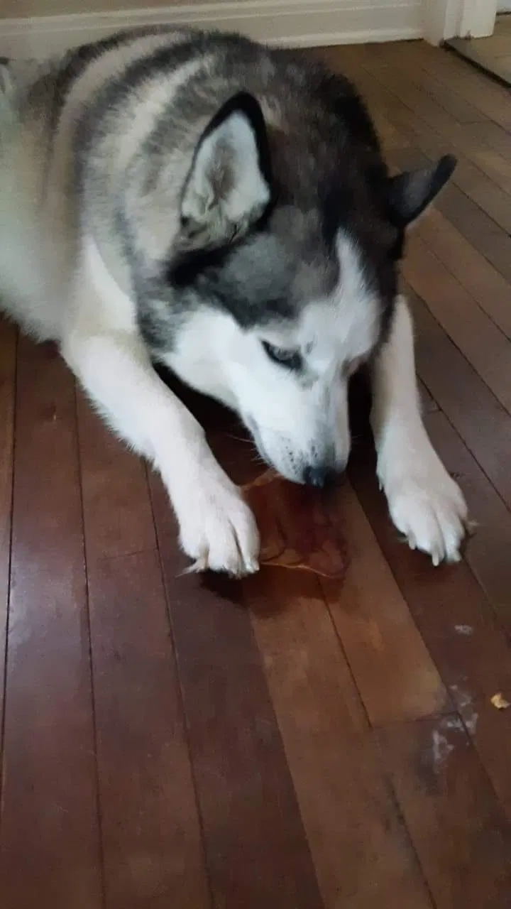 Lost dog in Columbus, OH, 43202