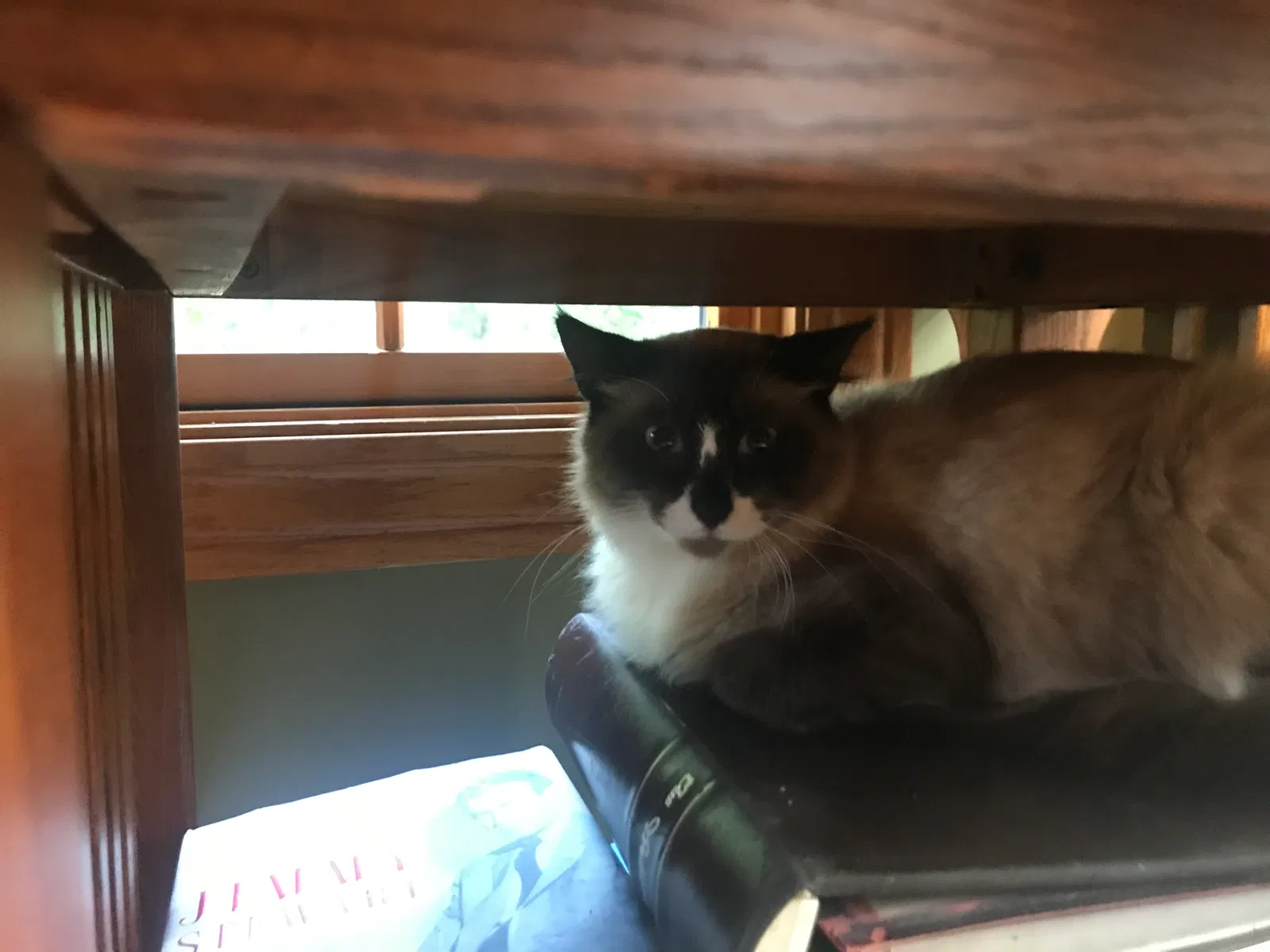 Found cat in Wisconsin Dells, WI, 53965