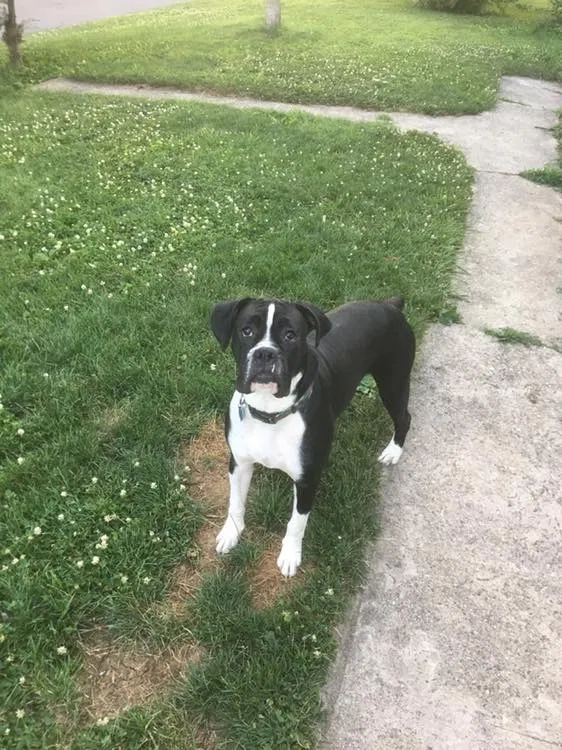 Lost dog in Ripley, OH, 45167