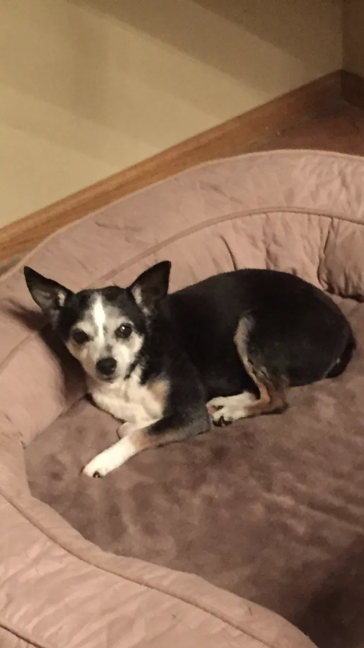 Lost dog in Anoka, MN, 55303