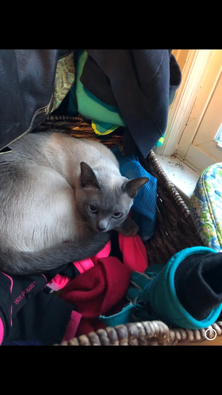 Lost cat in Grand Rapids, MI, 49507