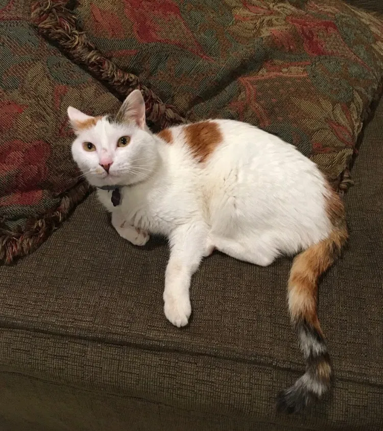 Lost cat in Birmingham, AL, 35226