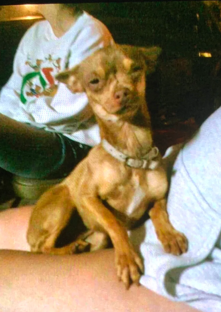 Lost dog in Anaheim, CA, 92805