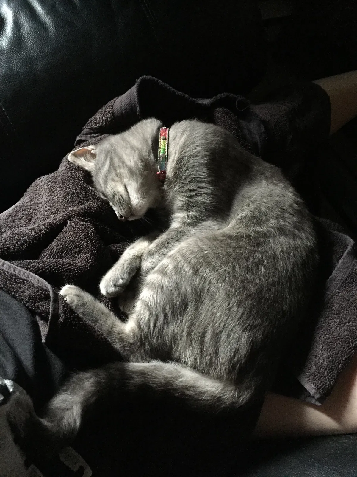 Lost cat in Pottstown, PA, 19464