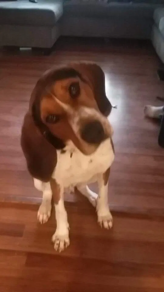 Lost dog in Grayson, KY, 41143