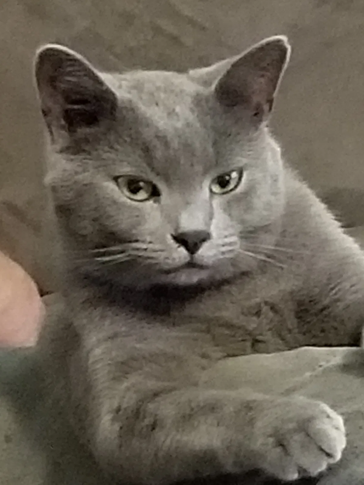 Lost cat in Cheyenne, WY, 82007