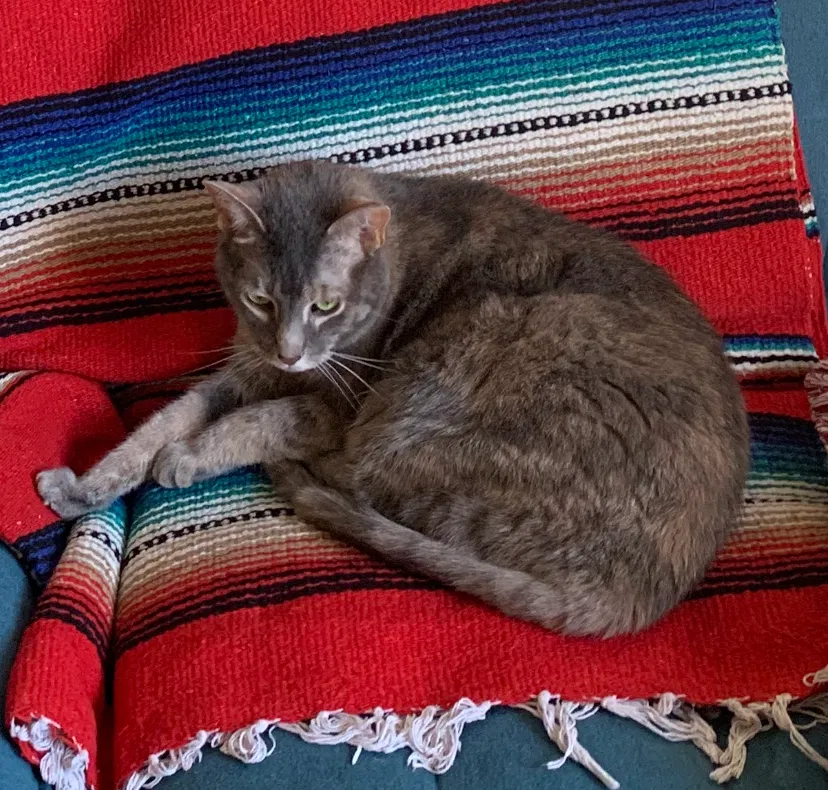 Lost cat in Louisville, KY, 40205