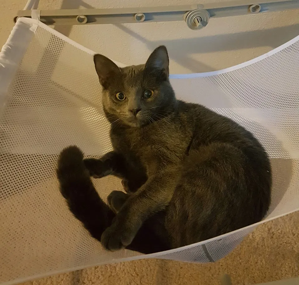 Lost cat in Kansas City, MO, 64118