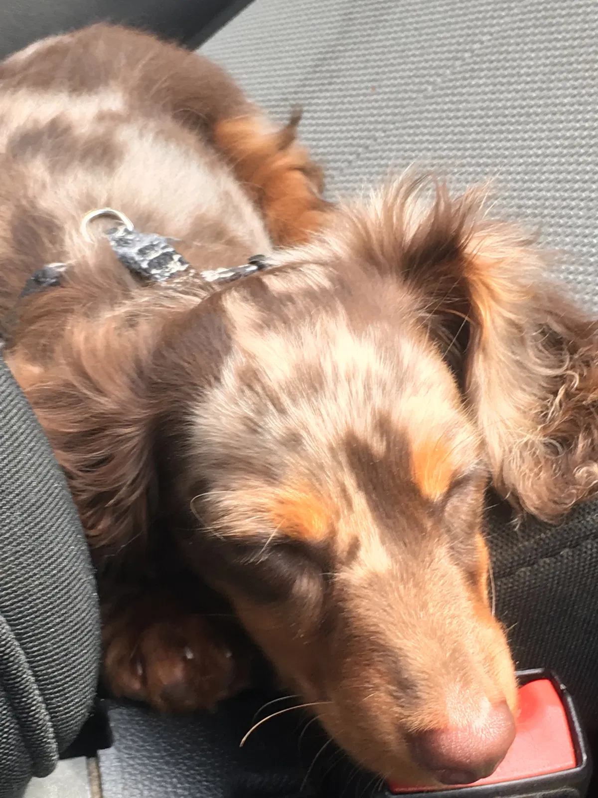 Found dog in Lancaster, OH, 43130