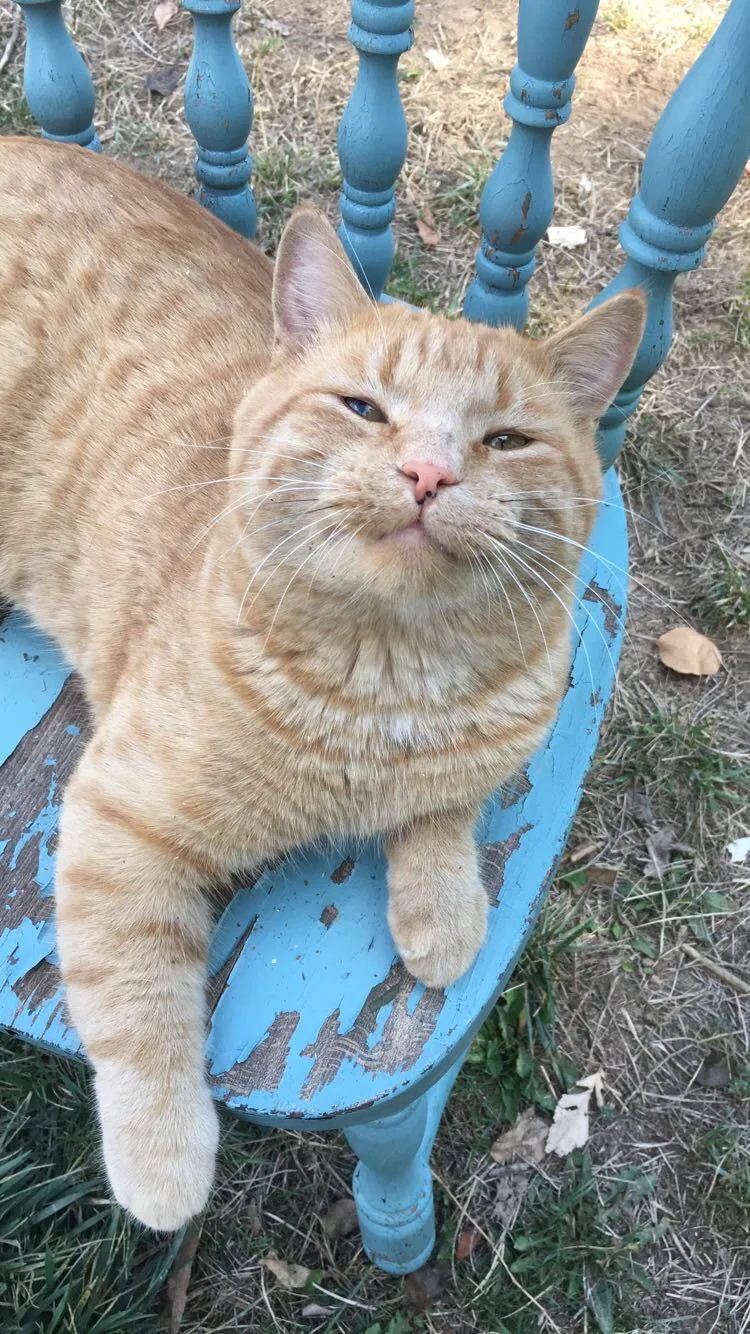 Lost cat in Fort Collins, CO, 80526
