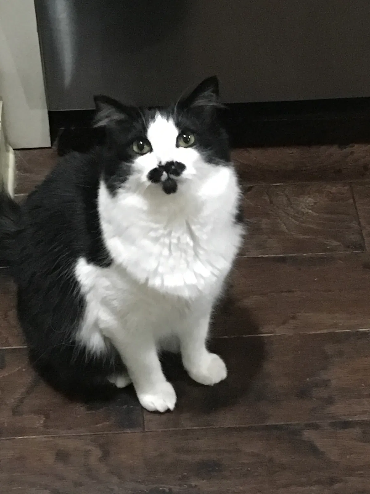 Lost cat in Birmingham, AL, 35242