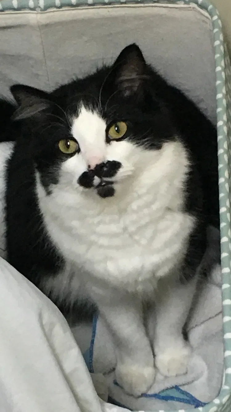 Lost cat in Birmingham, AL, 35242