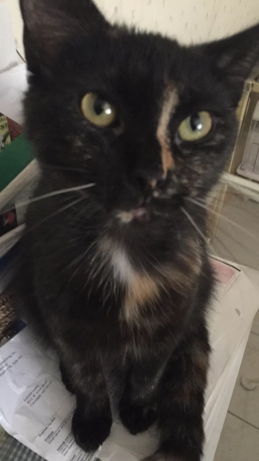 Lost cat in Strongsville, OH, 44149