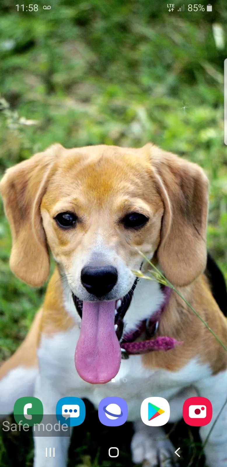 Lost dog in Mc Louth, KS, 66054