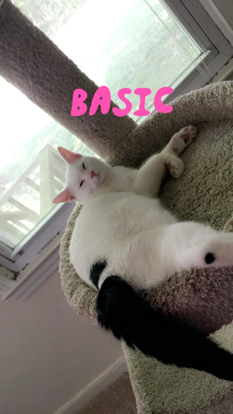 Lost cat in Winston Salem, NC, 27105