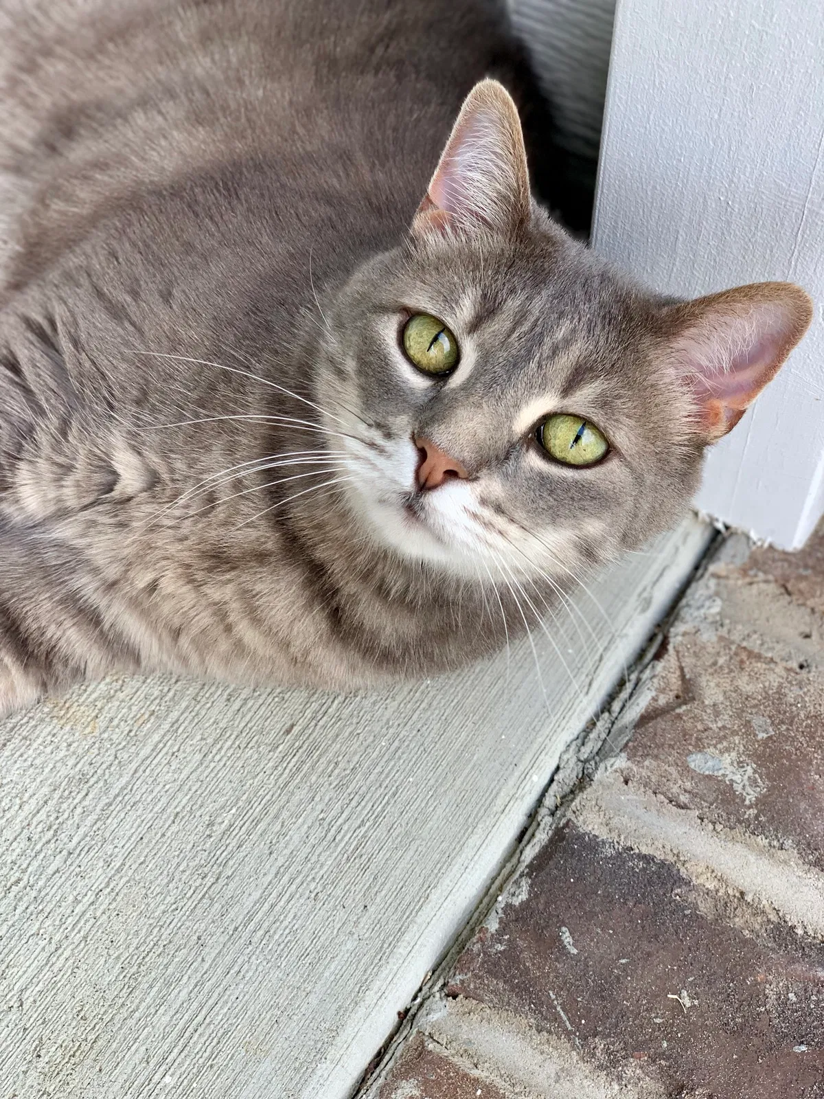 Lost cat in Mooresville, NC, 28115
