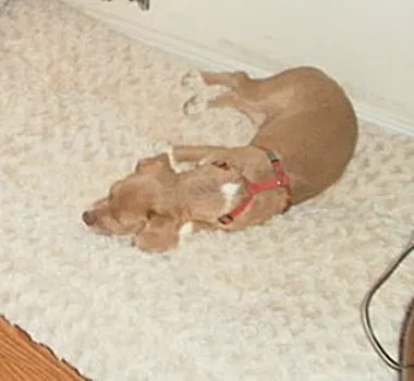 Lost dog in Marana, AZ, 85653