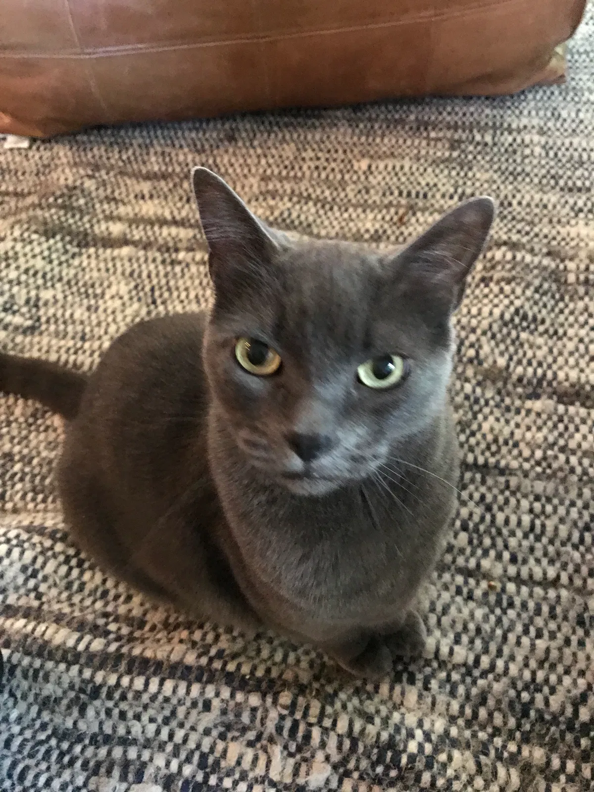Lost cat in Bellevue, WA, 98006