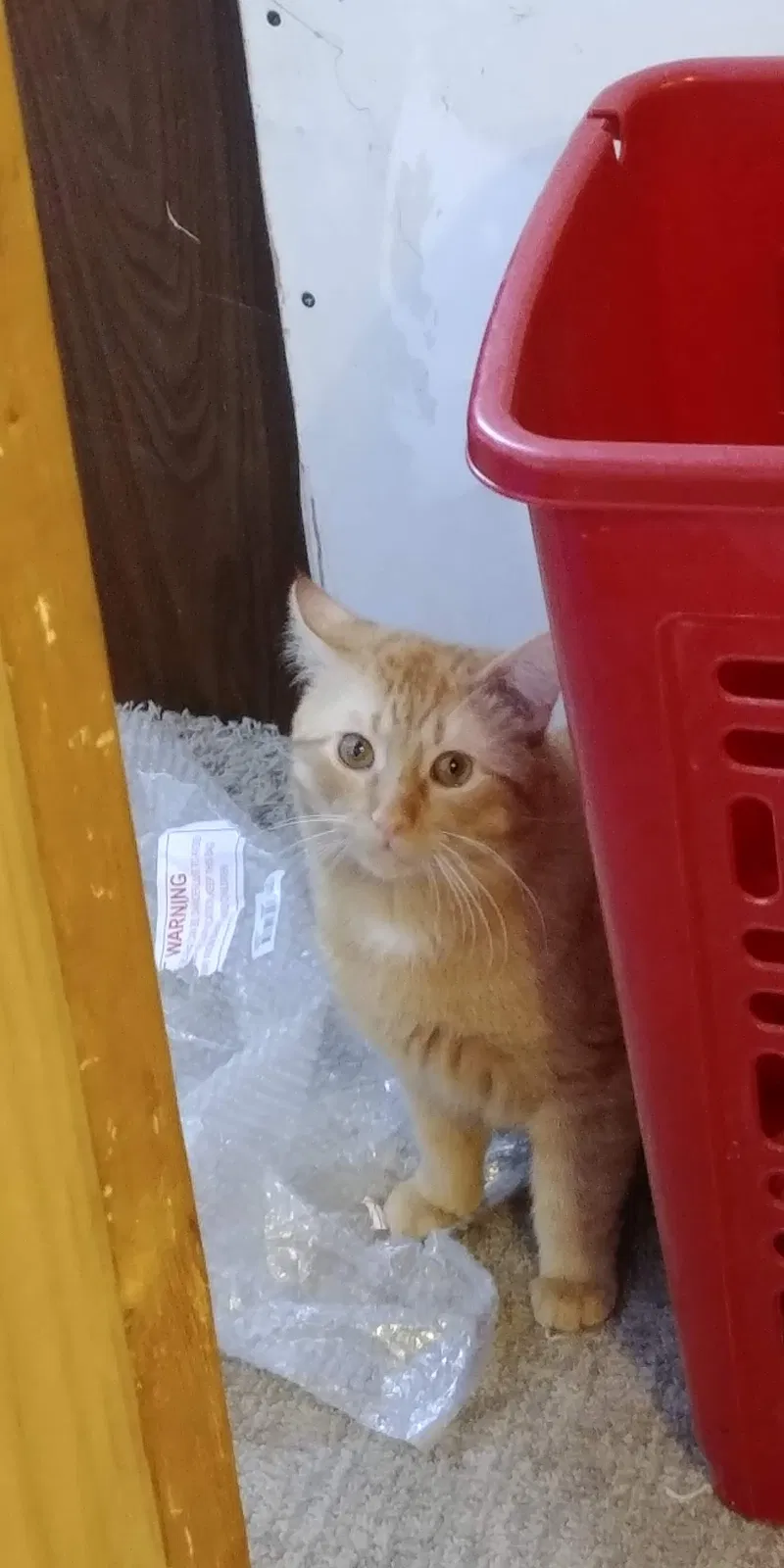 Found cat in Isanti, MN, 55040