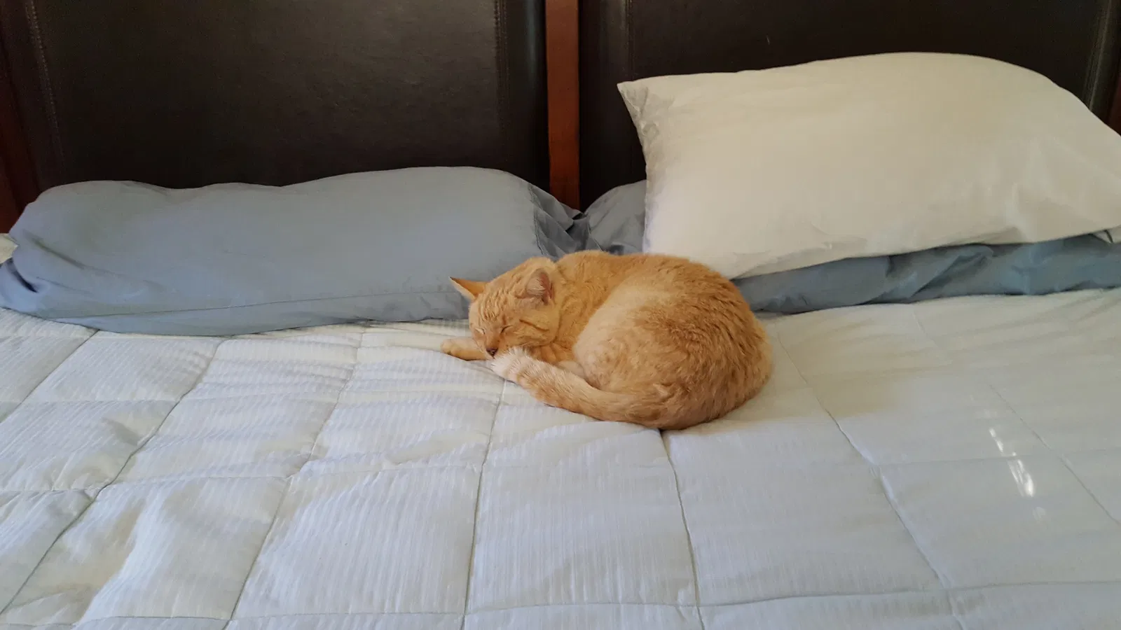 Lost cat in Matthews, NC, 28104