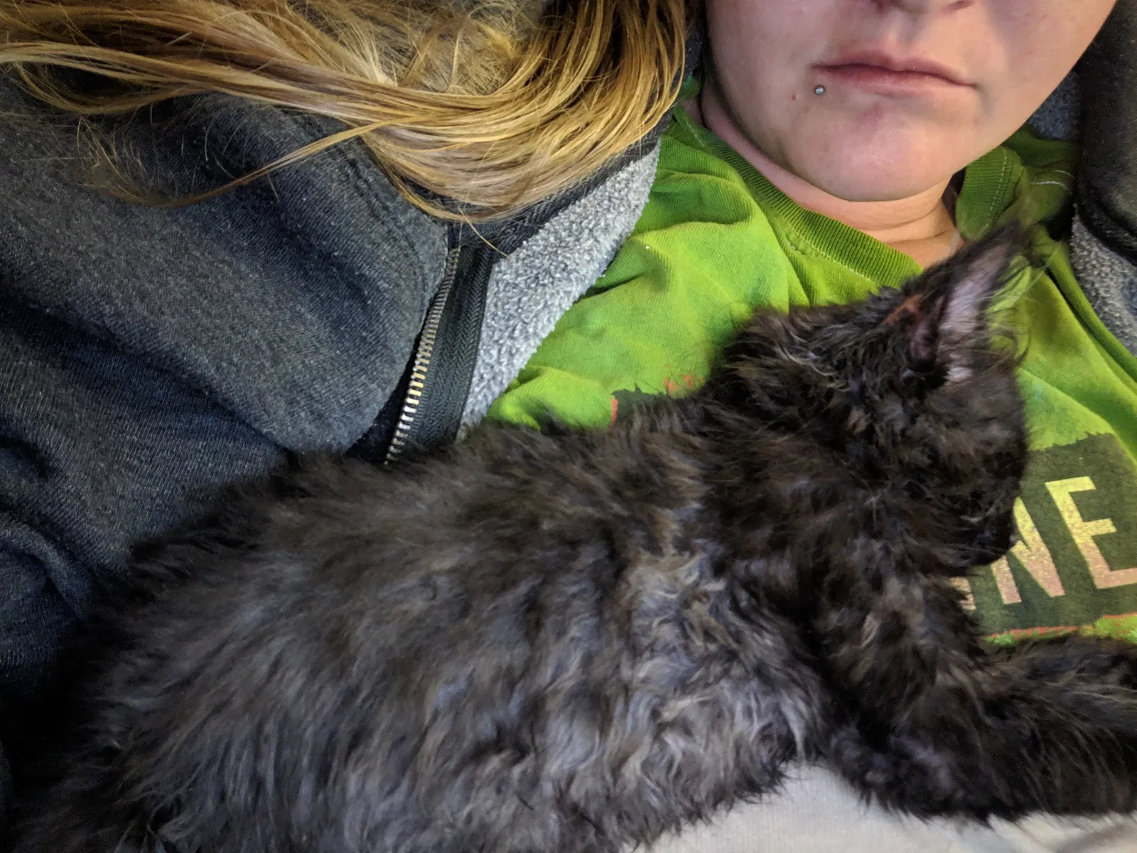 Lost cat in Denver, CO, 80260