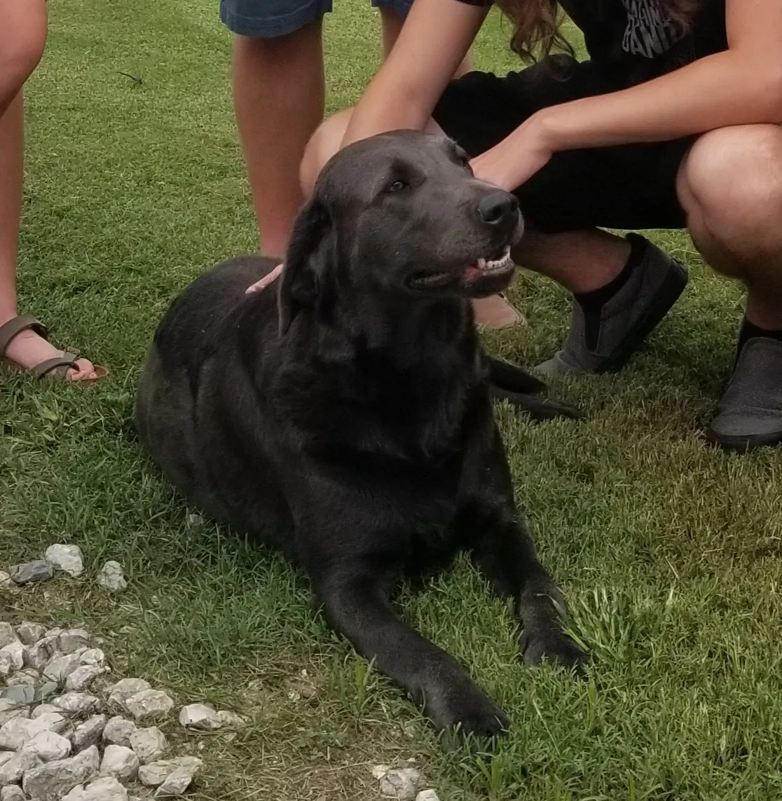 Lost dog in Wichita, KS, 67205