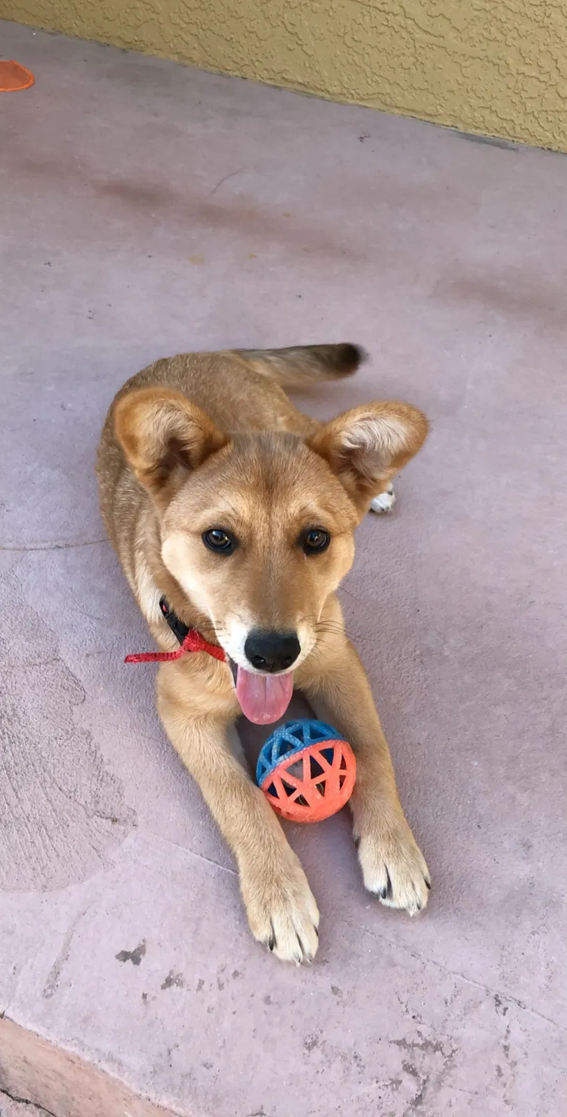 Lost dog in Vallejo, CA, 94591