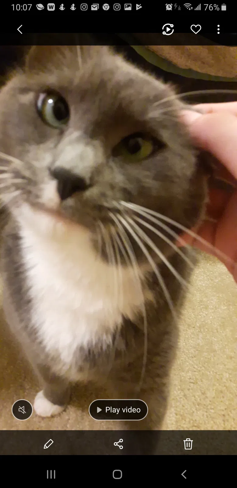 Lost cat in Edmond, OK, 73013
