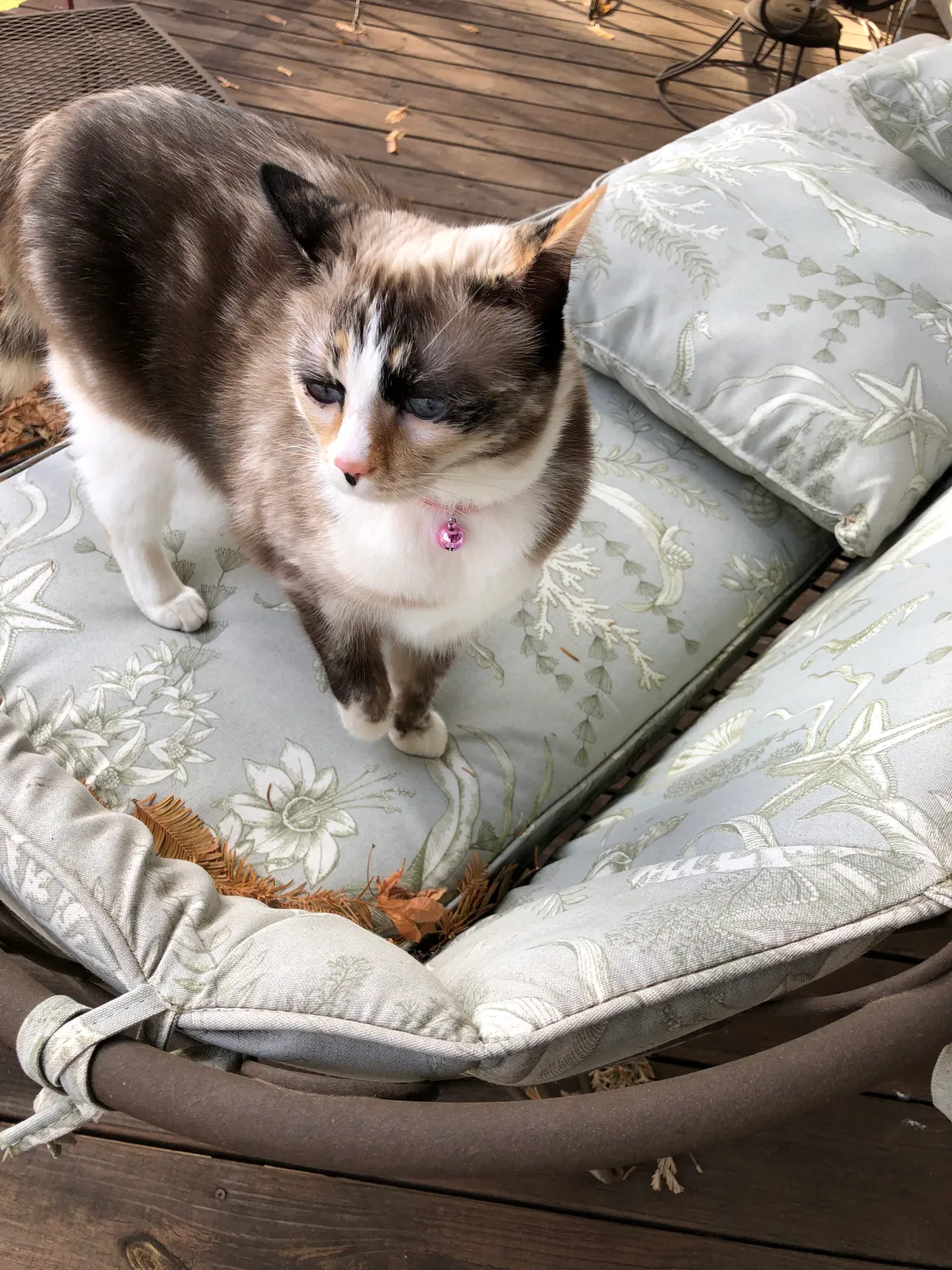 Lost cat in Fletcher, NC, 28732