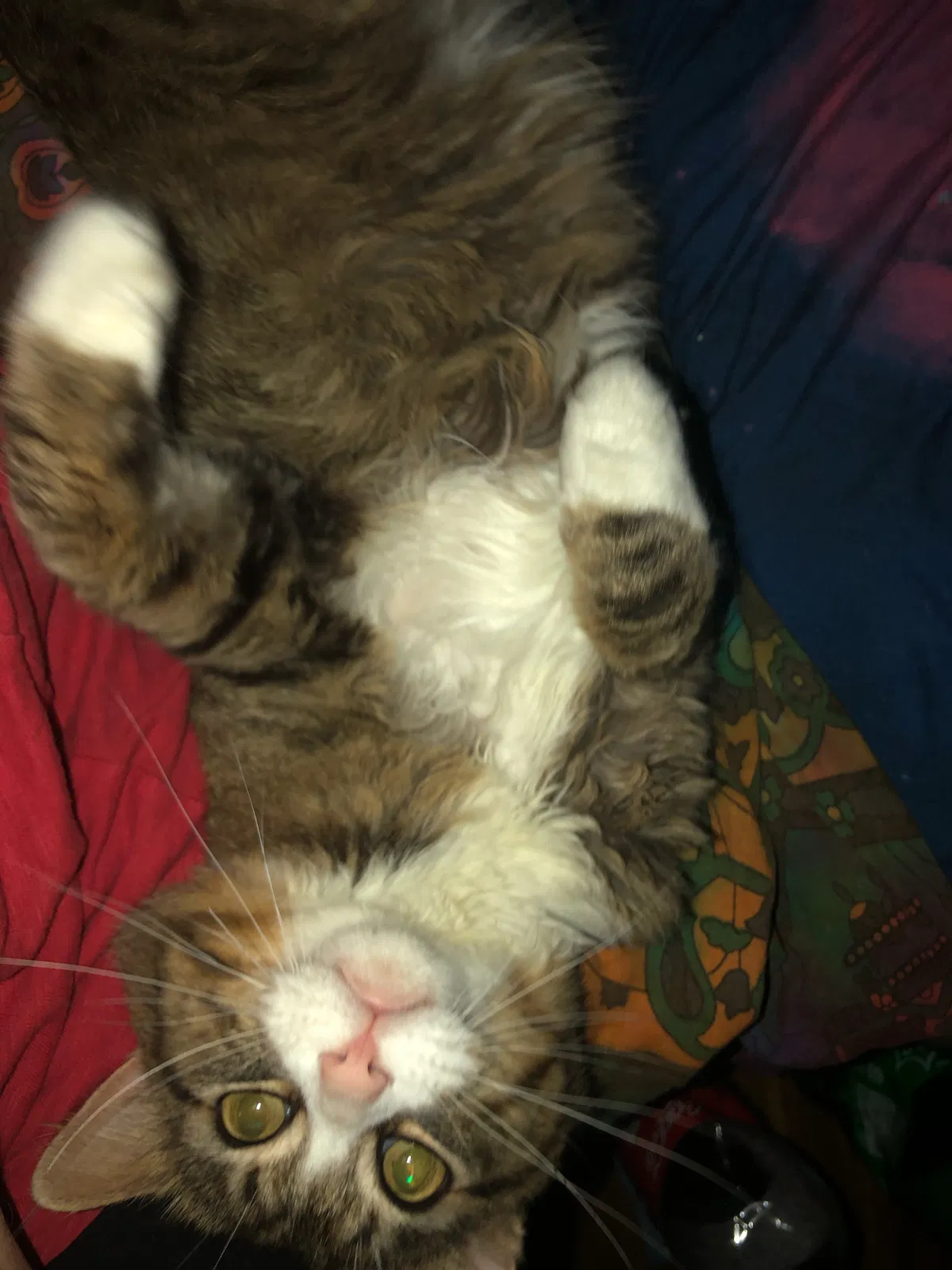 Found cat in Annandale, VA, 22003