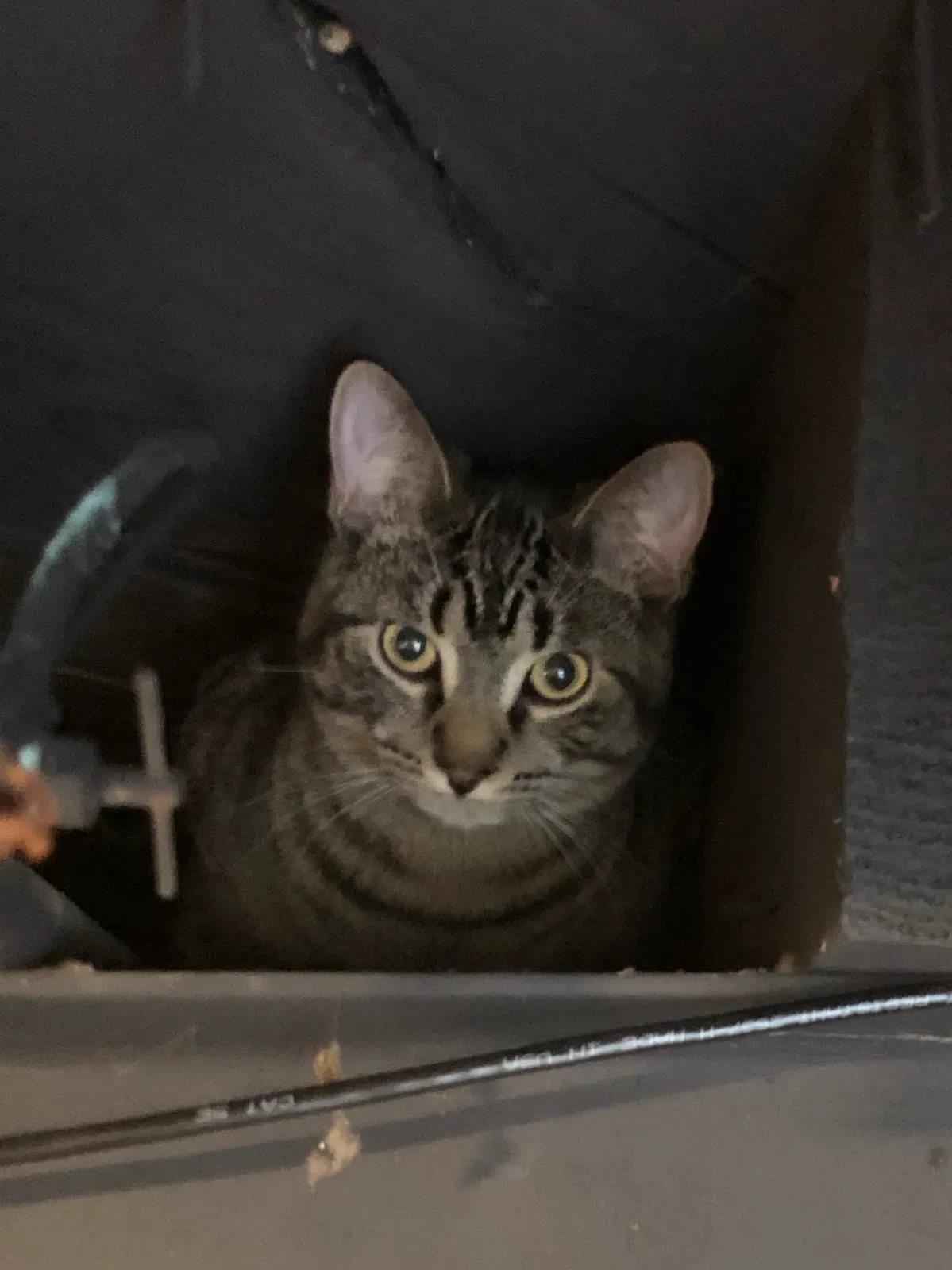 Lost cat in Clarkston, MI, 48346