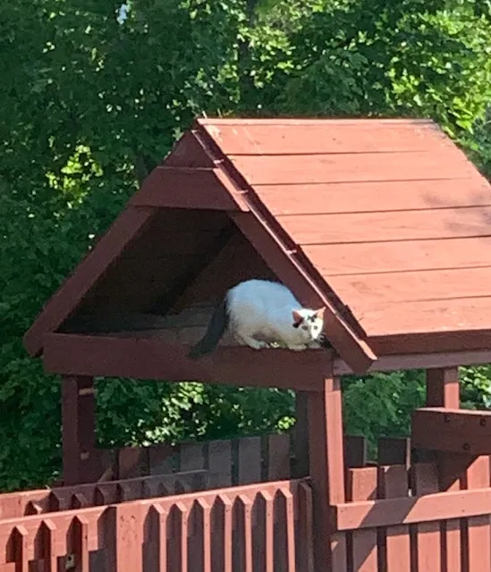 Found cat in Decatur, AL, 35601