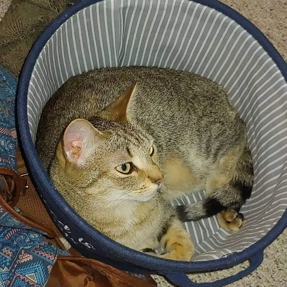 Lost cat in Youngstown, OH, 44502