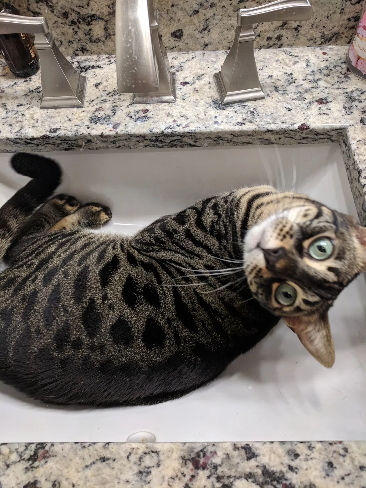 Lost cat in Florence, AL, 35630