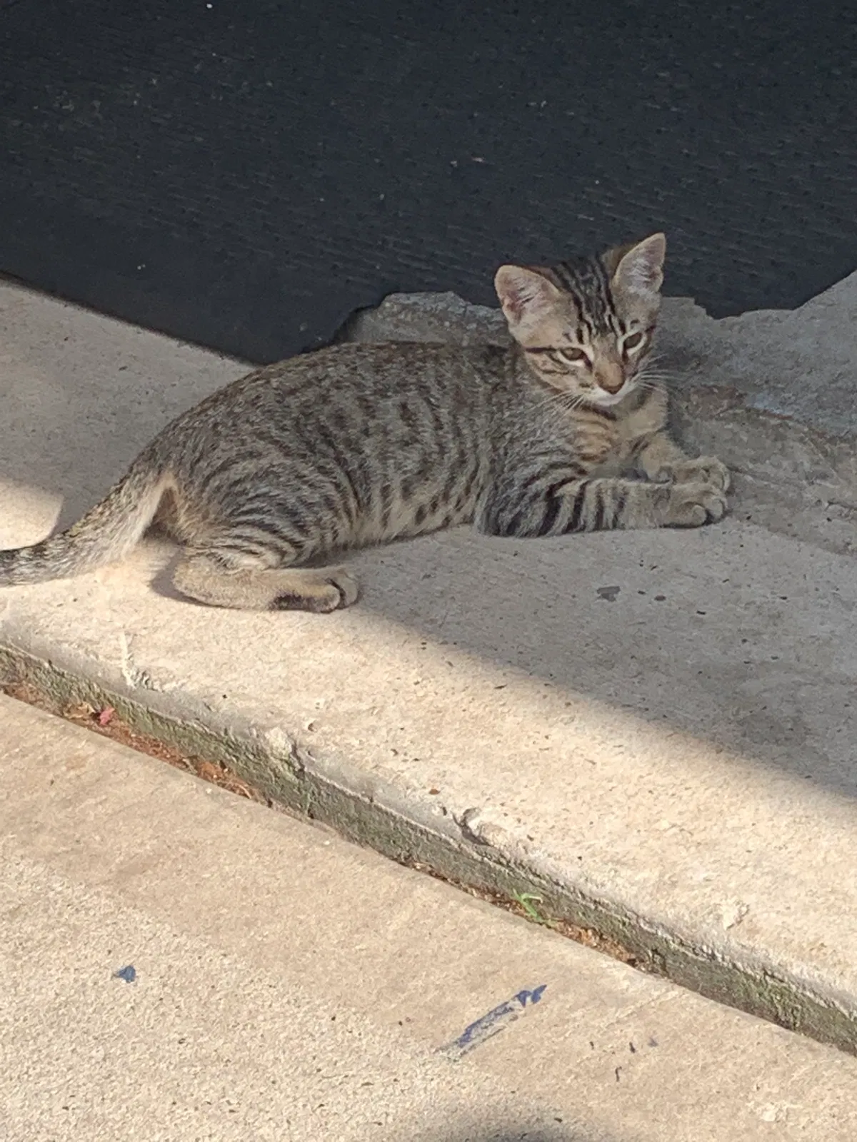 Lost cat in Pinehurst, TX, 77362