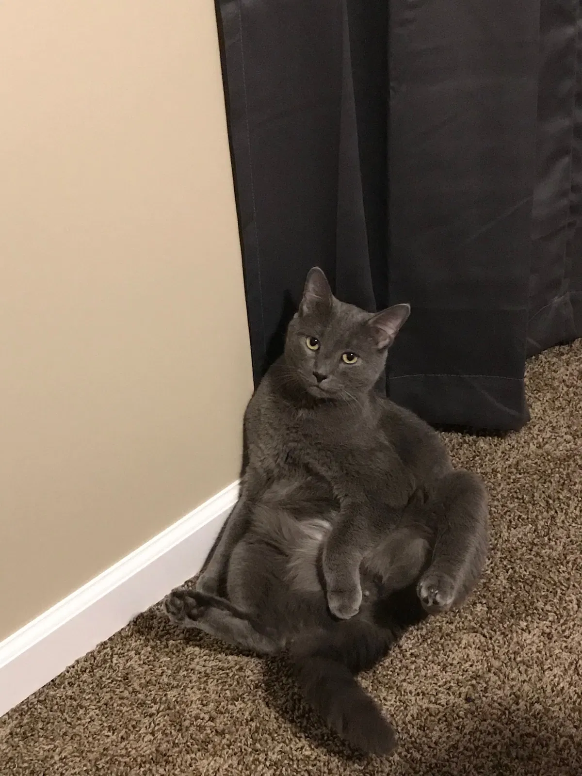 Lost cat in Youngstown, OH, 44515