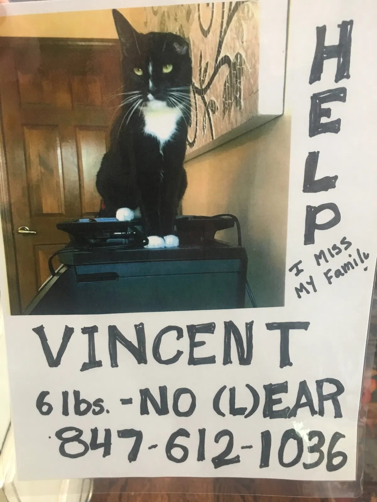 Lost cat in Lake Zurich, IL, 60047